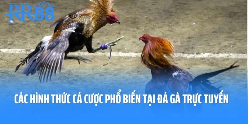 Các hình thức cá cược phổ biến tại sân chơi đá gà trực tuyến