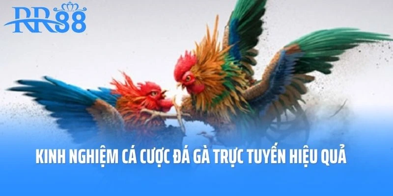 Kinh nghiệm tham gia cá cược đá gà trực tuyến hiệu quả nhất