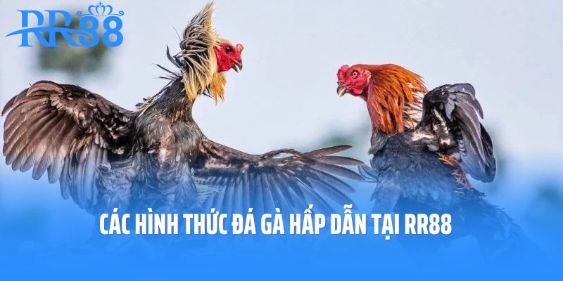 Các hình thức đá gà hấp dẫn tại RR88
