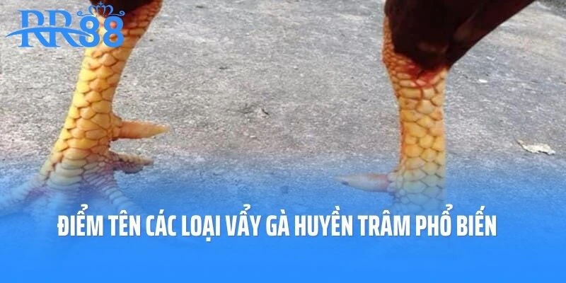 Điểm tên các loại Vẩy Gà Huyền Trâm phổ biến